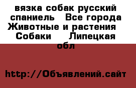 вязка собак русский спаниель - Все города Животные и растения » Собаки   . Липецкая обл.